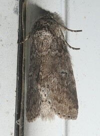 Lochmaeus manteo