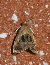 Tripudia rectangula