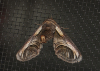 Paectes oculatrix