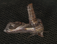 Paectes oculatrix