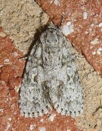 Acronicta modica