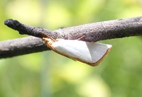 Argyria nummulalis