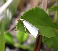 Argyria gonogramma