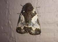 Cerma cerintha