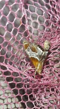 Chalcoela pegasalis