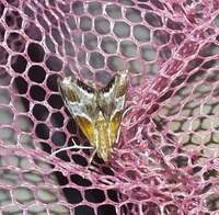 Chalcoela pegasalis