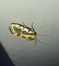 Spragueia leo