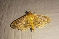 Herpetogramma thestealis
