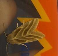 Schinia trifascia