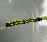 Cucullia convexipennis