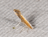 Cameraria ulmella