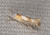Phyllonorycter fitchella