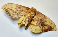 Eacles imperialis