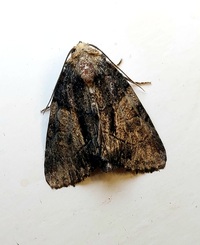 Chytonix sensilis