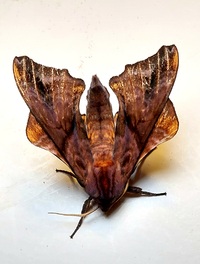 Paonias myops