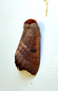 Datana drexelii
