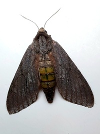 Lapara coniferarum