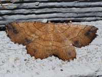 Euchlaena johnsonaria