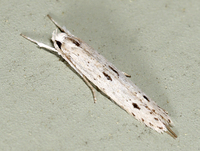 Homaledra octagonella