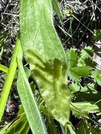 Parectopa plantaginisella