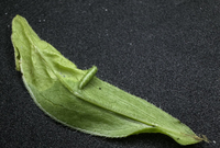 Parectopa plantaginisella
