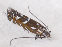 Parectopa plantaginisella