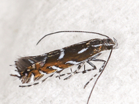 Parectopa plantaginisella