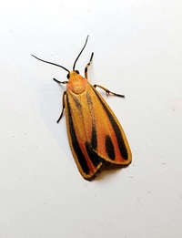 Hypoprepia fucosa