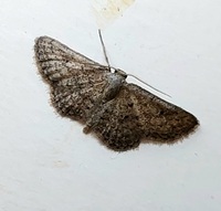 Lobocleta ossularia
