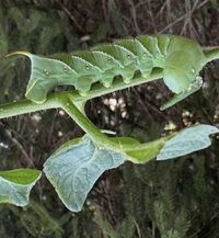 Manduca sexta
