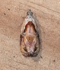 Zomaria interruptolineana