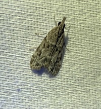 Eudonia heterosalis