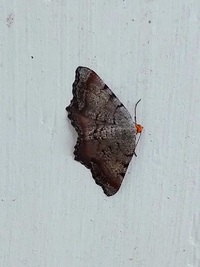 Macaria transitaria