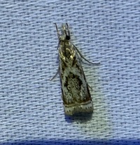 Microcrambus elegans