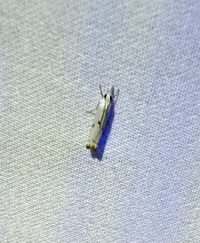Microcrambus biguttellus