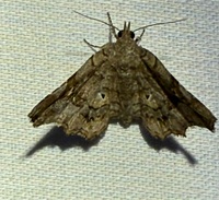 Pangrapta decoralis