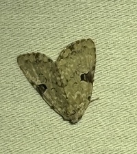 Leuconycta diphteroides