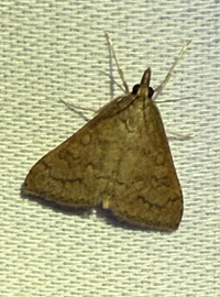 Udea rubigalis