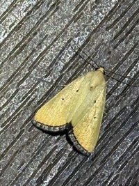 Marimatha nigrofimbria