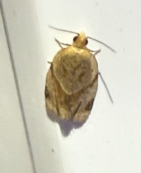 Clepsis peritana