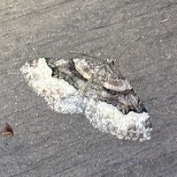 Xanthorhoe lacustrata