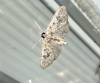 Palpita unidentified species