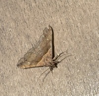 Lascoria ambigualis