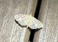 Herpetogramma thestealis