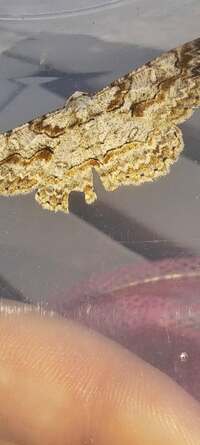 Iridopsis defectaria