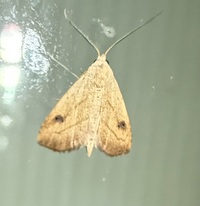 Rivula propinqualis