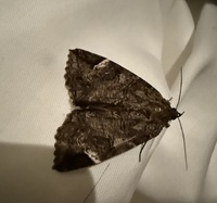 Euparthenos nubilis
