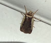 Ochropleura implecta