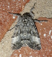 Charadra deridens