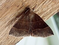 Parallelia bistriaris